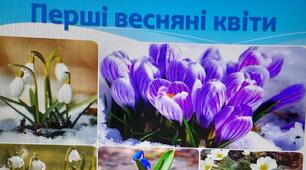 Презентація "Перші весняні квіти"