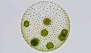 Un alga revela las claves de la formación de la vida compleja | Ciencia | elmundo.es