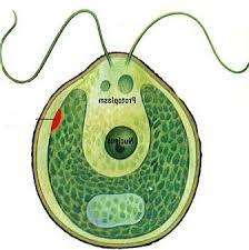 Нижчі спорові рослини. Водорості » Biology/Биология/Біологія