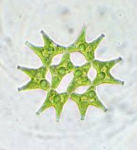 Pediastrum duplex Meyen