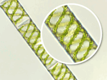 0602m71f-0040-209x157.png