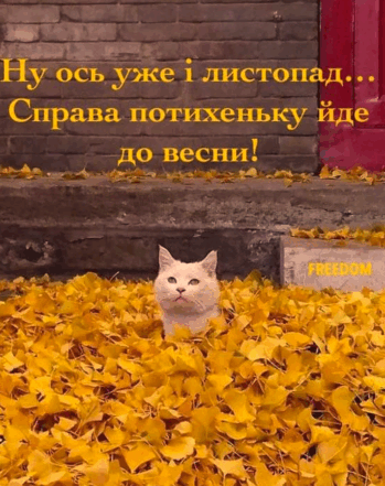0602mbqr-bfc6-349x441.png