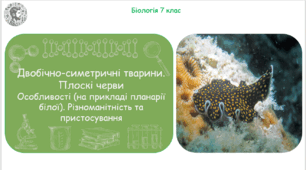 Урок на тему "Двобічно-симетричні тварини. Плоскі черви Особливості (на прикладі планарії білої). Різноманітність та пристосування" (Конспект, презентація, робочі аркуші)
