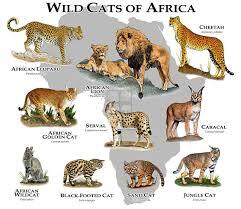 List of Ten Wild Cat Species of Africa - Cats For Africa