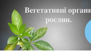Вегетативні органи рослин
