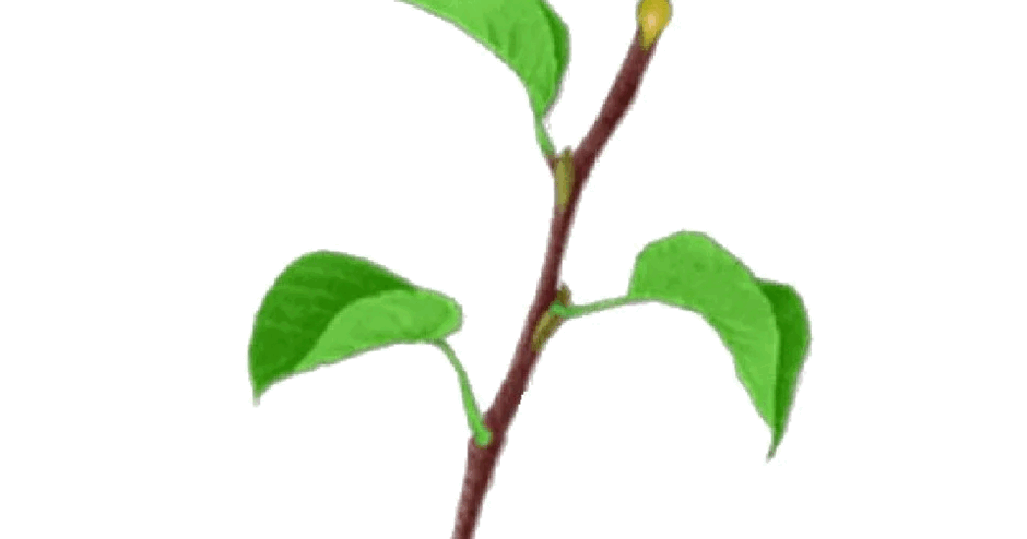 0602mh80-be24-940x494.png