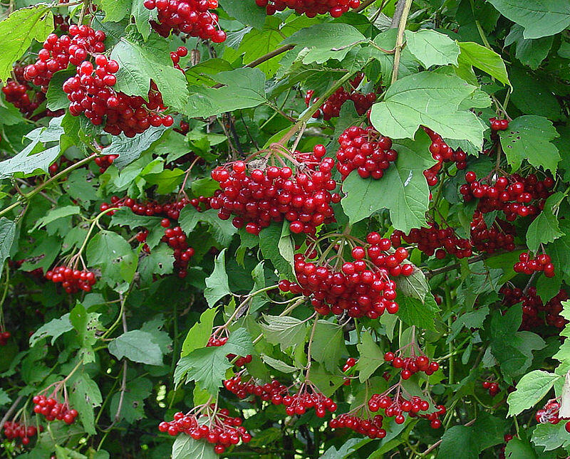 0602mh8e-d44c-800x645.jpg