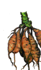 0602mnog-975a-133x229.png