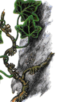 0602mnpu-c7aa-214x334.png