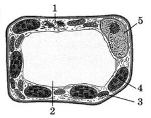 0602mos2-4fcc-300x235.jpg