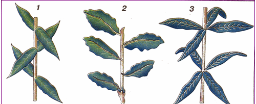 0602mu5l-6fd7-500x204.png