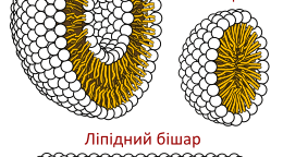 ЛІПІДИ