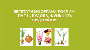 Презентація "Вегетативні органи рослин - пагін, будова, функції та видозміни. "