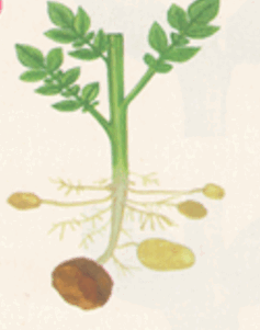 0602n00c-0d51-237x301.png