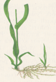 0602n00d-baca-229x334.png