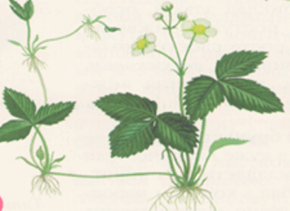 0602n00o-bc5c-424x309.png