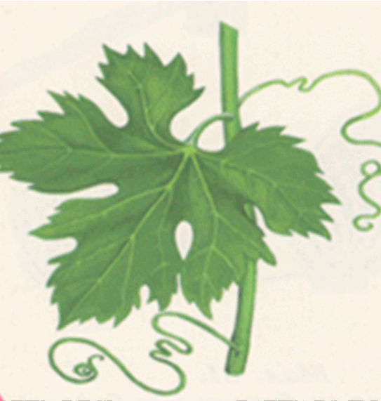 0602n010-a6c5-543x571.png