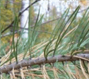 0602n149-d69d-128x114.png