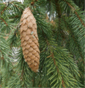 0602n1d6-1182-125x129.png