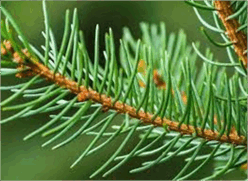 0602n21t-68d9-248x181.png