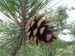 0602n245-1eb7-256x192.png