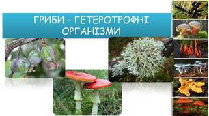 ГРИБИ
