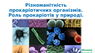 Різноманітність прокаріотичних організмів. Роль прокаріотів у природі.