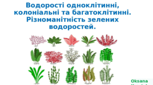 Водорості одноклітинні, колоніальні та багатоклітинні. Різноманітність зелених водоростей.