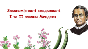 Закономірності спадковості. І та ІІ закони Менделя.