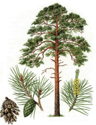 0602necy-4c09-196x255.png