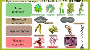Водорості