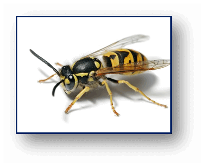 0602nrdv-3198-412x336.png