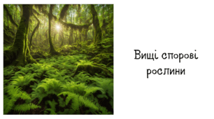 Вищі спорові рослини