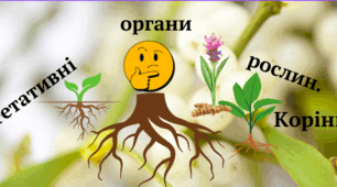 Комікс "Корінь - вегетативний орган" 7 НУШ