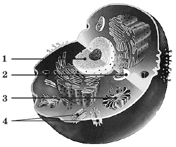 0602nvos-9612-353x294.png