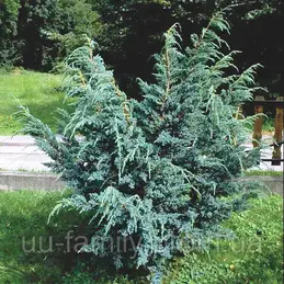 0602nwv8-1906-600x600.webp