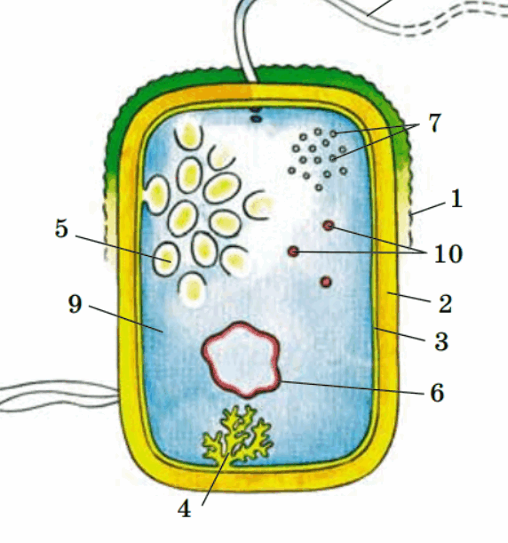 0602nzxp-7072-572x611.png
