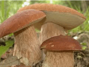 0602o14s-d781-296x225.png