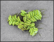 0602oatw-3758-188x144.png