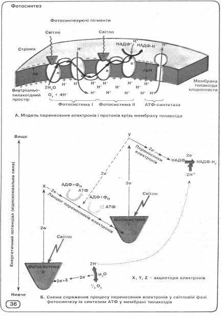 0602ochh-2006-434x617.png