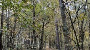 Осіння екскурсія в природу. STEM-екскурсія 
