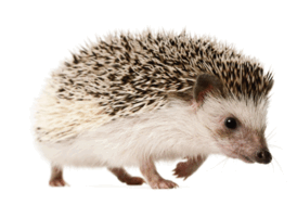 0602oec9-b1a6-274x189.png