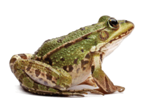0602oeg4-2d0d-294x212.png