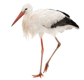 0602of8z-c573-326x311.png