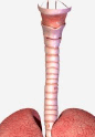 0602ofcz-83ed-154x222.png