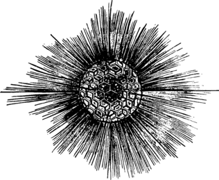 0602oh0r-ae5d-316x259.png