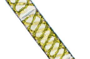 0602oh1a-34f6-288x190.png