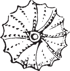 0602ohi6-a7fe-243x245.png