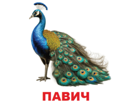 0602oi29-cad7-252x210.png
