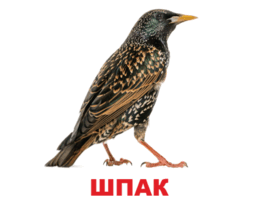 0602oi3f-2984-254x210.png